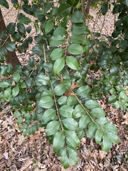 Ligustrum sinense