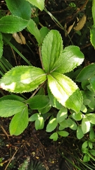 Macrolearia colensoi