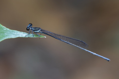 Prodasineura collaris