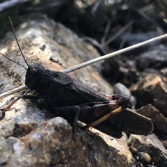 Bryodemella