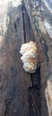 Hericium abietis