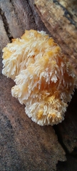 Hericium abietis