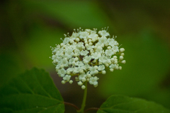 Hydrangea arborescens