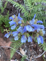 Salvia chamelaeagnea