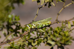 Bootettix argentatus
