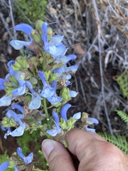 Salvia chamelaeagnea
