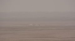 Leucogeranus leucogeranus