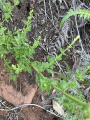 Salvia chamelaeagnea