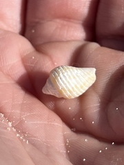 Columbella mercatoria