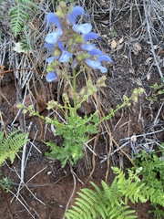 Salvia chamelaeagnea