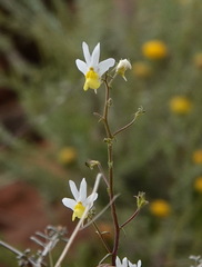 Nemesia anisocarpa