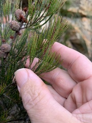 Allocasuarina nana
