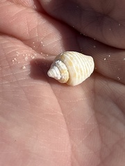 Columbella mercatoria