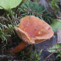 Lactarius aurantiacus