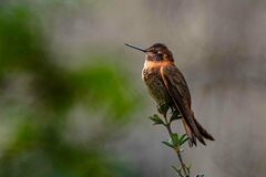 Aglaeactis cupripennis