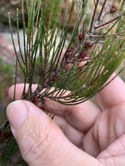 Allocasuarina nana