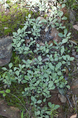 Antennaria plantaginifolia