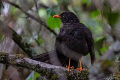 Turdus fuscater