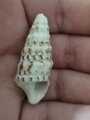 Cerithium vulgatum