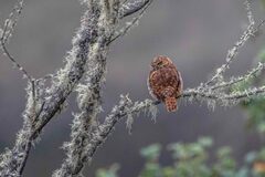 Glaucidium