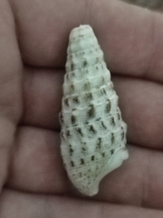 Cerithium vulgatum