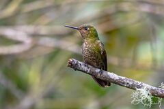 Taphrospilus hypostictus