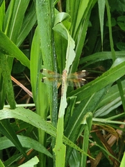 Neurothemis stigmatizans