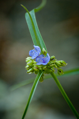 Tradescantia subaspera