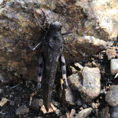 Bryodemella