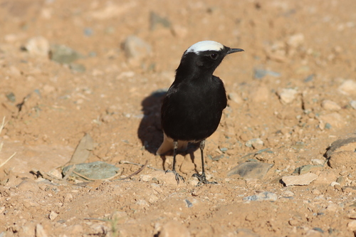 Collalba yebélica (Oenanthe leucopyga)