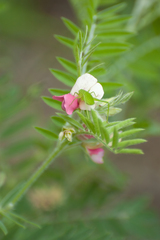 Tephrosia virginiana