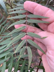 Acacia elata