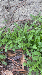 Centaurea melitensis