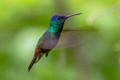 Chrysuronia oenone