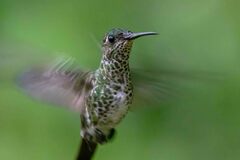 Taphrospilus hypostictus