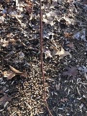 Rubus phoenicolasius