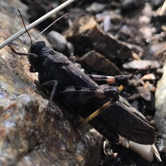 Bryodemella