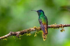 Chrysuronia oenone