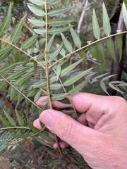 Acacia elata
