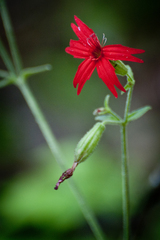 Silene virginica