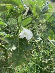 Datura ferox