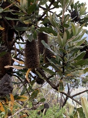Banksia serrata