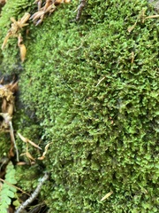 Saccogyna viticulosa