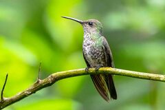 Taphrospilus hypostictus