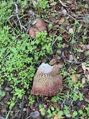 Xerocomellus dryophilus