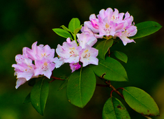 Rhododendron minus