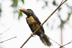 Pteroglossus castanotis