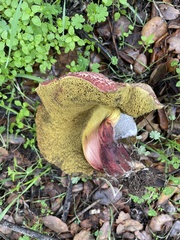 Xerocomellus dryophilus