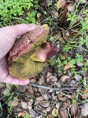 Xerocomellus dryophilus