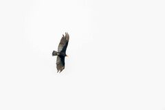 Cathartes melambrotus